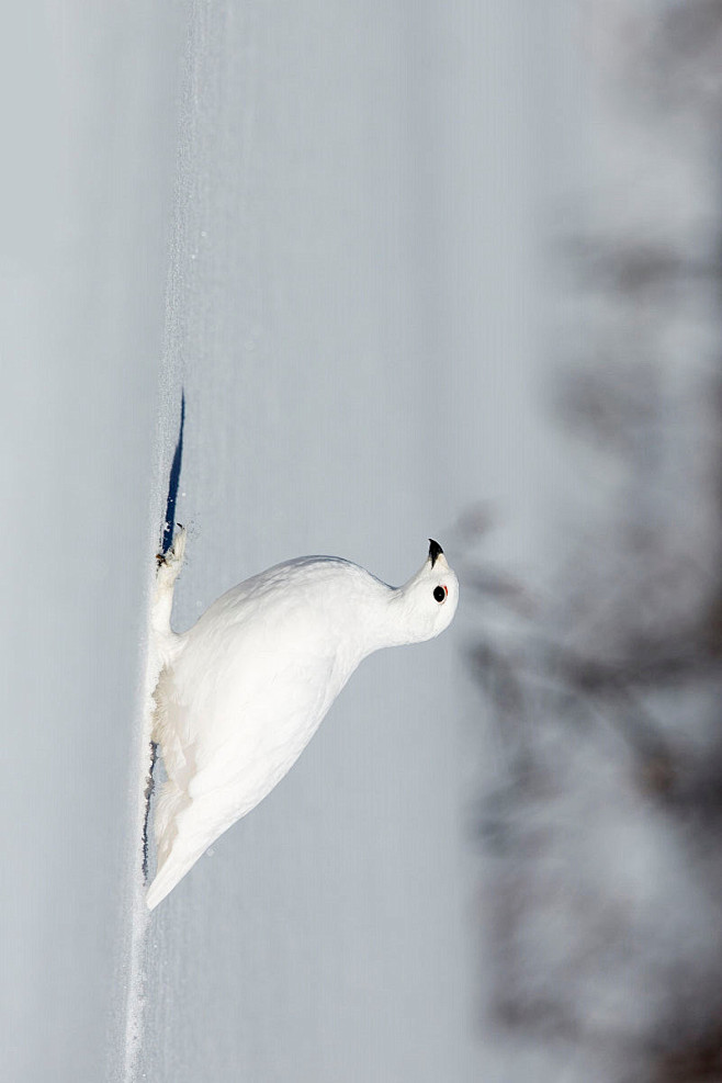 鸡形目雉科雷鸟属白尾雷鸟