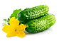 蔬菜黄瓜图片