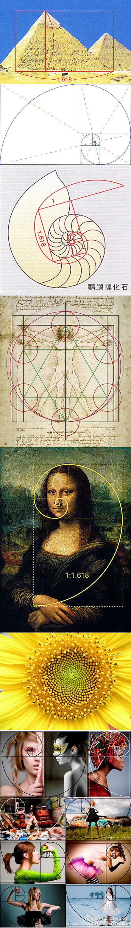 黄金分割率黄金分割图黄金分割点黄金分割比例图片生活中的黄金比例