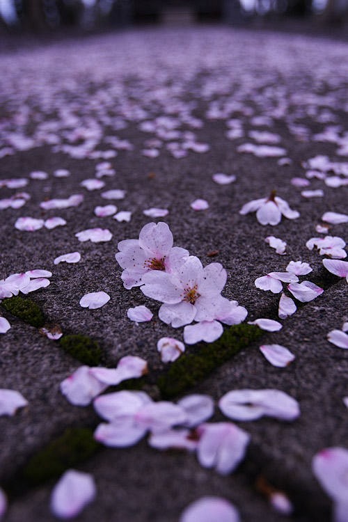 盡日問花花不語為誰零落為誰開