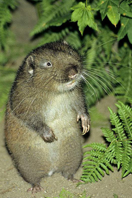 啮齿目·松鼠亚目·山河狸科:山河狸