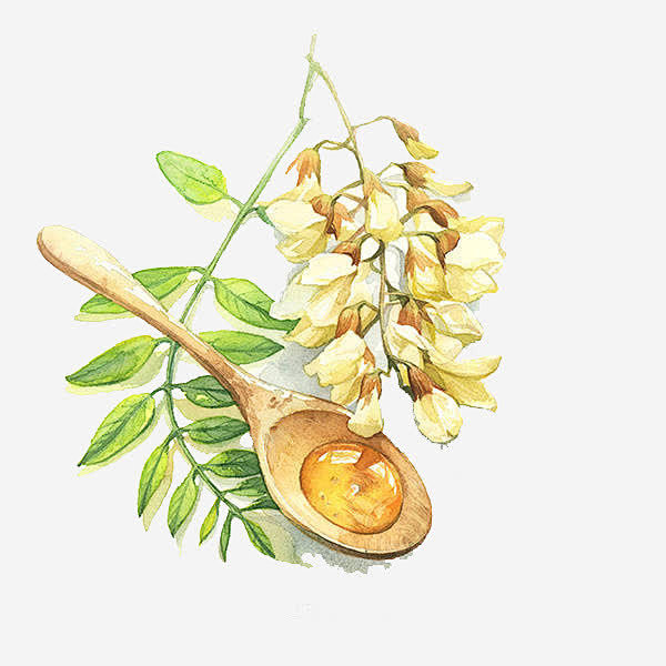 洋槐花花蜜手绘素材图宝宝