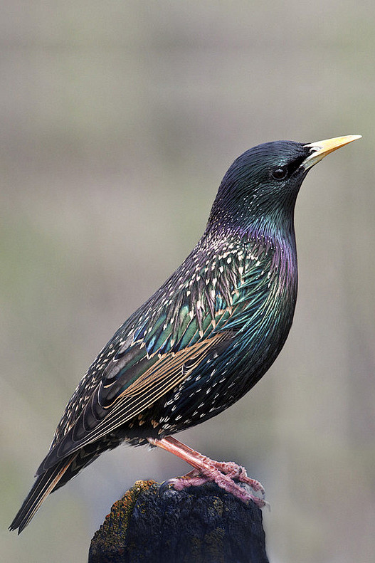 雀形目椋鸟科椋鸟属紫翅椋鸟