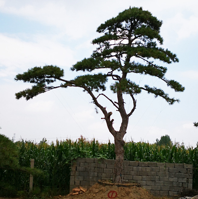 造型油松高度67米