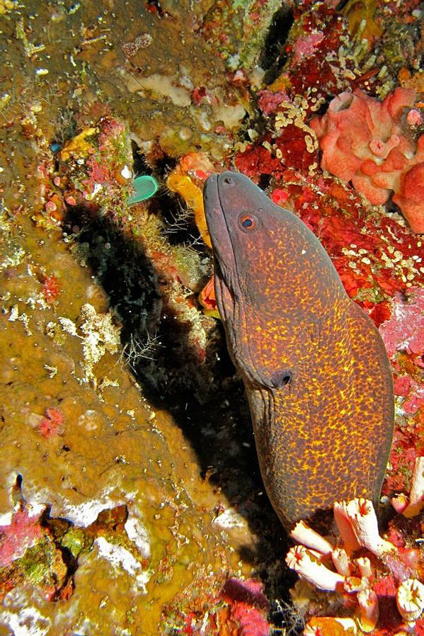 鳗鲡目·海鳝科:裸胸鳝