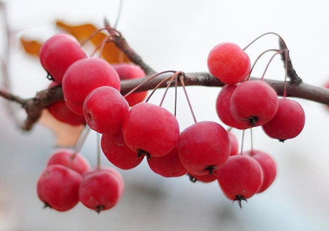 冬红果蔷薇科苹果属