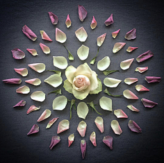 老付_23采集到Flower scape