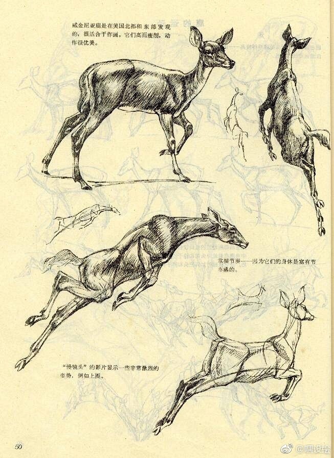 鹿的身体结构与画法动物解剖学转需67676767