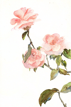 素美采集到玫瑰花 花类