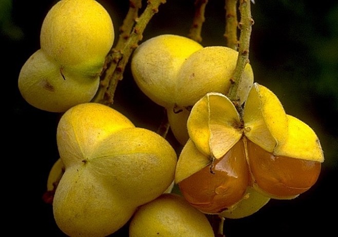 很多无患子科(Sapindaceae)植物的假种皮(aril