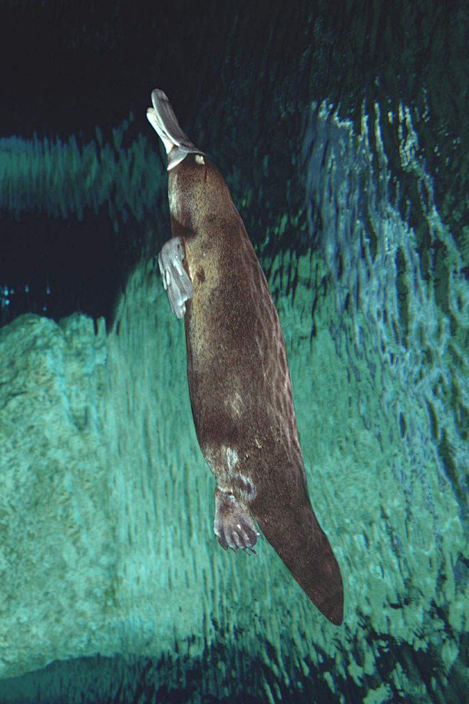 单孔目·鸭嘴兽科:鸭嘴兽