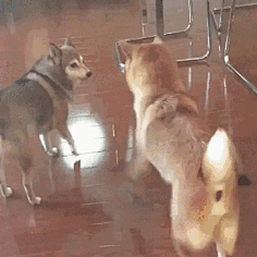 小妖Sika采集到可爱GIF
