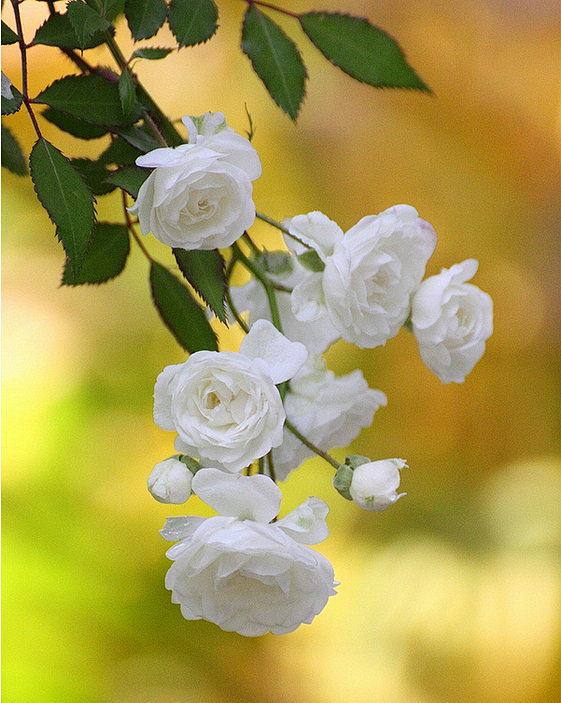 白蔷薇背景图图片