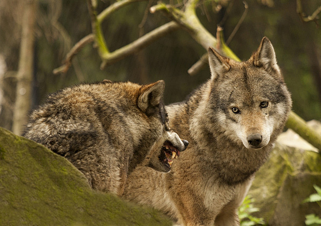 小wei威wei采集于2019-07-22 22:27:46狼3喜欢d-【动物/生物】小wei威