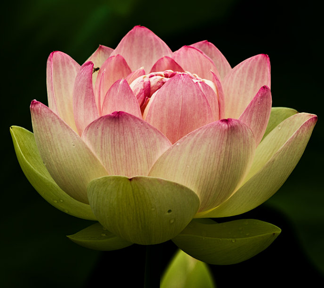 微距鲜花荷花灬铃兰灬采集