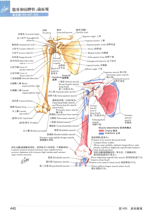 肱骨和肩胛骨前面观