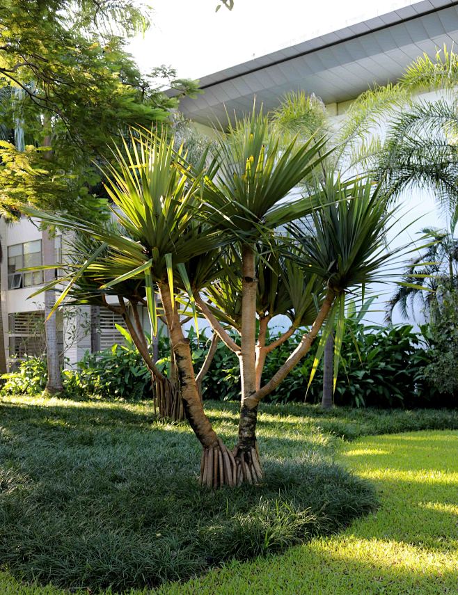 鹤瑟从红0326转采于2019-03-30 17:54:51红刺露兜· landscape ︱树木