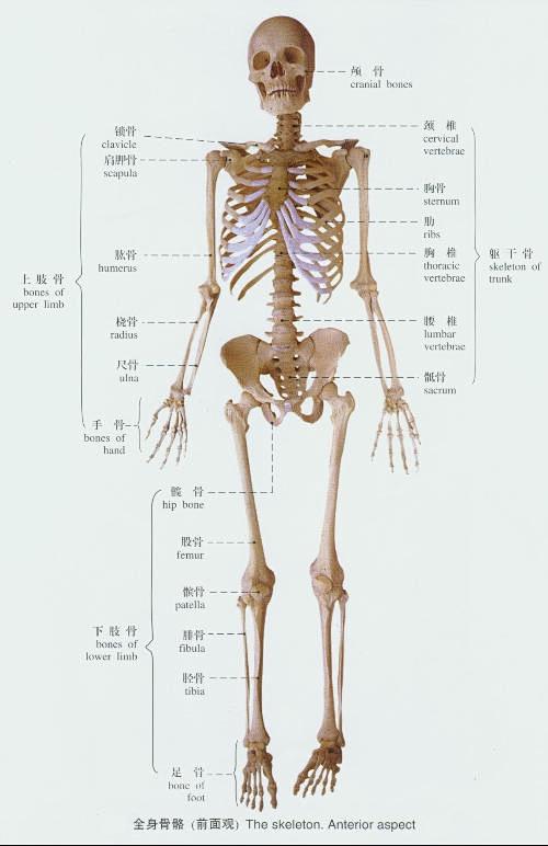 求一幅人体骨架图 还有详细的各骨骼名称