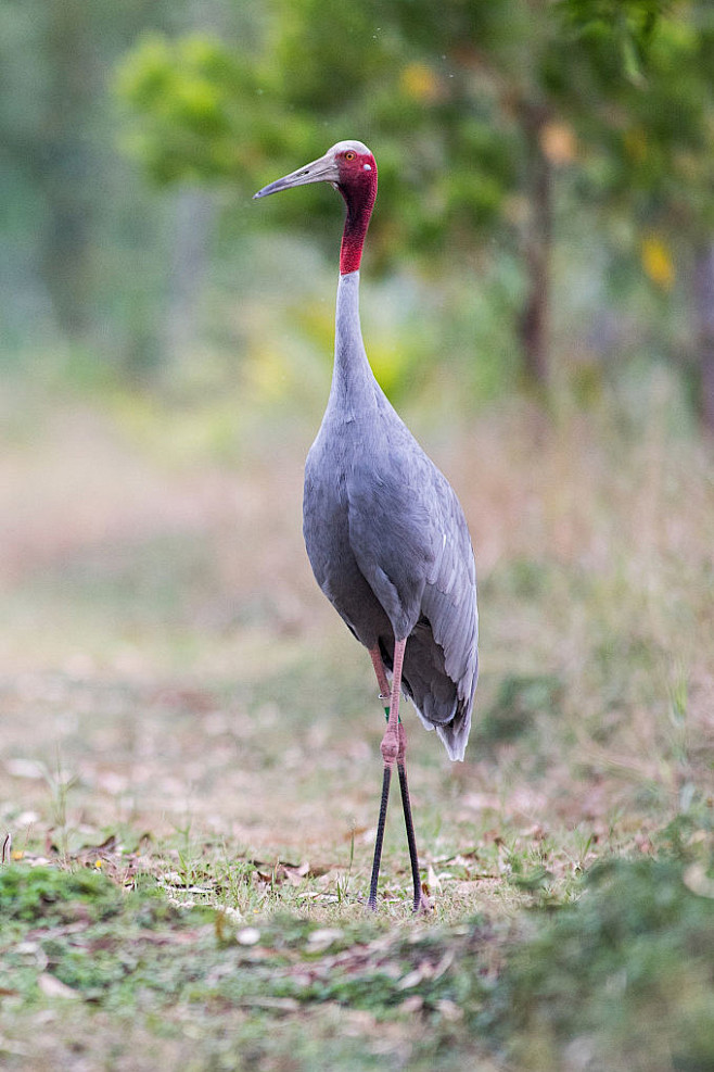 鹤形目鹤科鹤属赤颈鹤