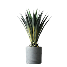 青红造了个白`采集到植物-花