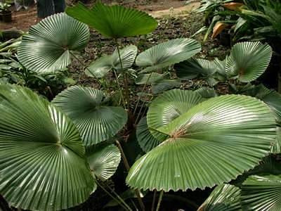 亚马逊丛林植物 - google 搜索