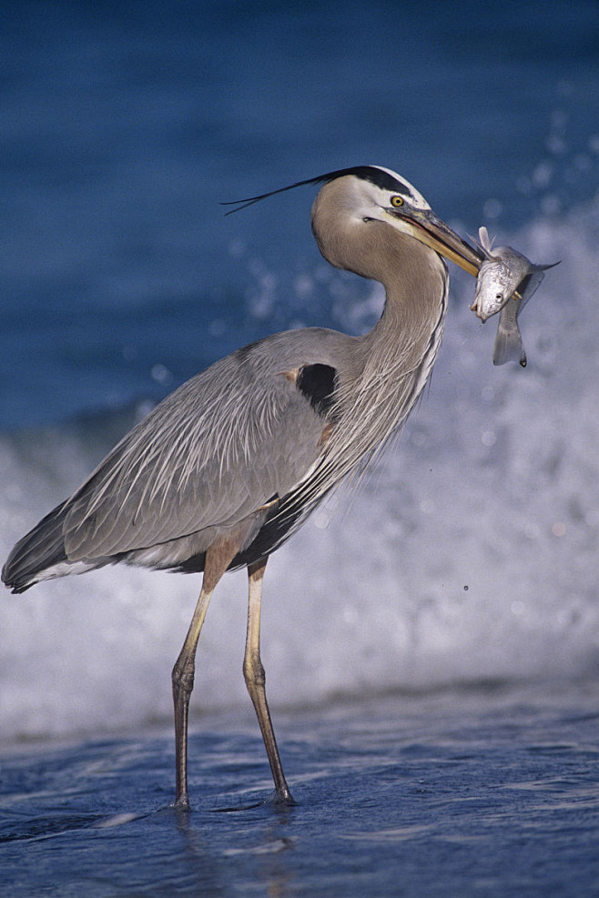 鹈形目鹭科鹭属大蓝鹭