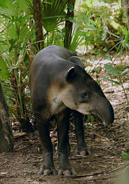 奇蹄目·角型亚目·貘科:中美貘
