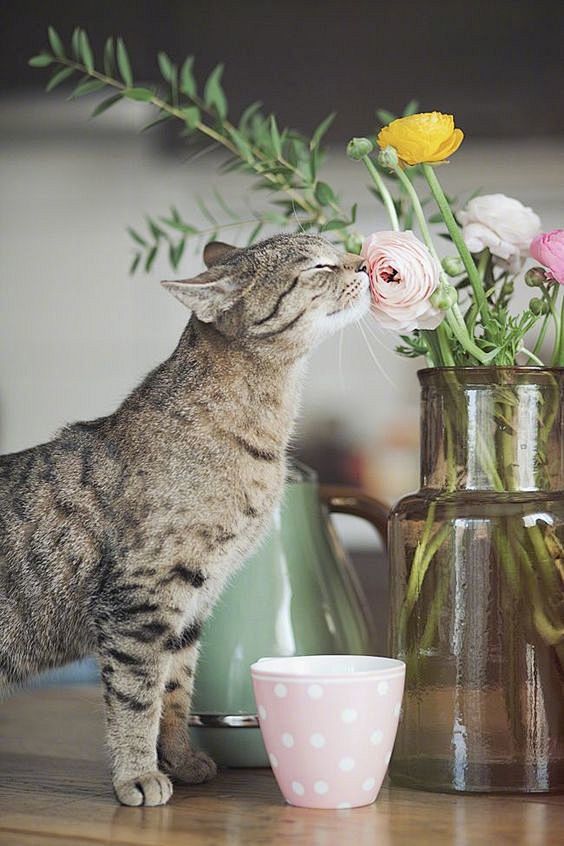 猫咪闻花