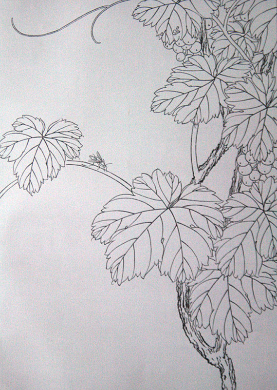 工笔线描稿之葡萄