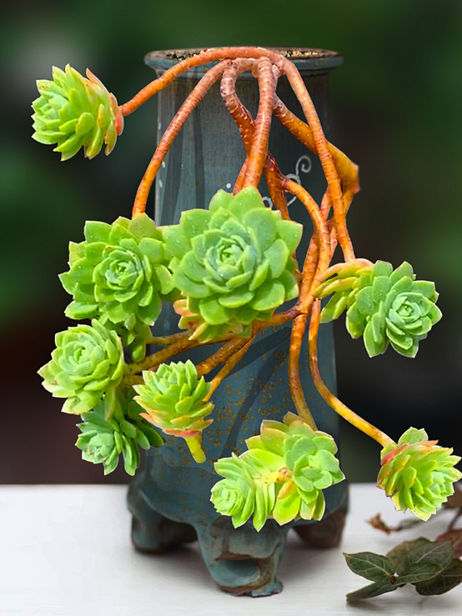 绿蔷薇包邮造型向阳派多肉植物群生老桩多头一物一拍景天拟石莲淘宝网