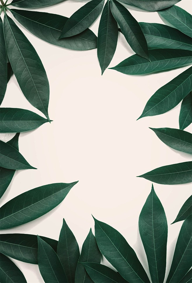 自然背景树叶图片尖头叶子背景