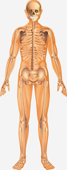 人体构造男性全身图片