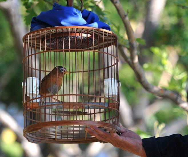 笼中鸟