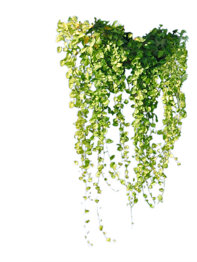 vansans采集到植物