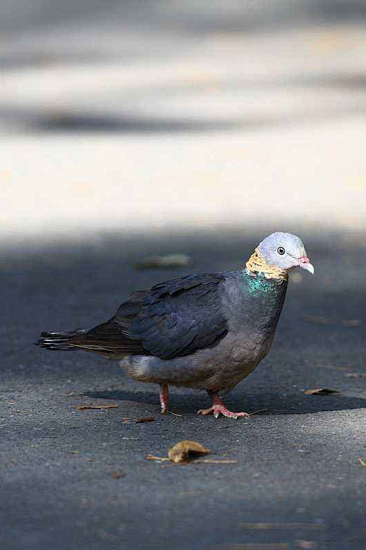 鸽形目鸽鸠科鸽属灰林鸽
