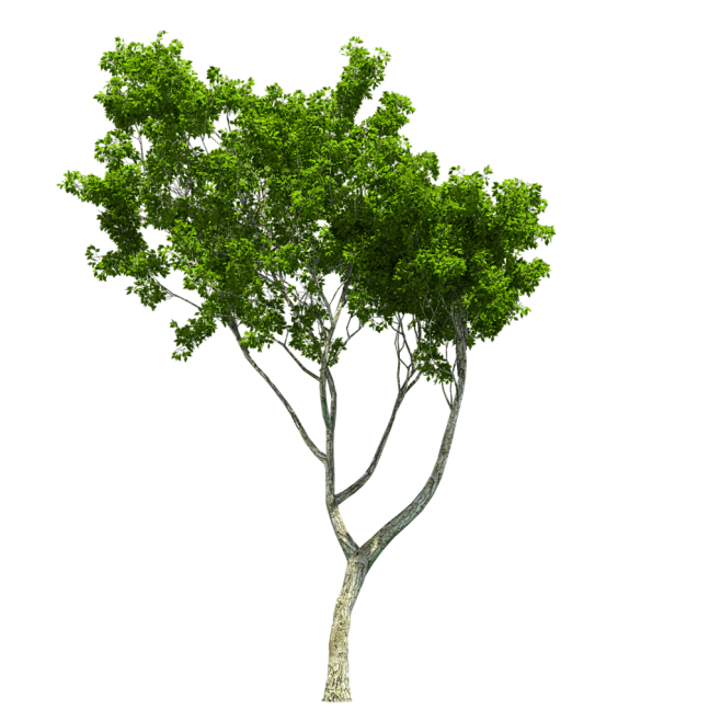 天狼收藏景观树png素材01天狼指尖缘