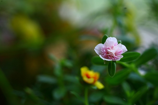 杏花微雨江南春从茶靡花开开茶靡"转采于2020-06-19 23:28:17重瓣太阳