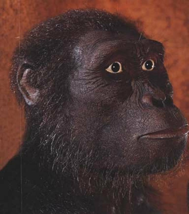 西瓦古猿图片图片