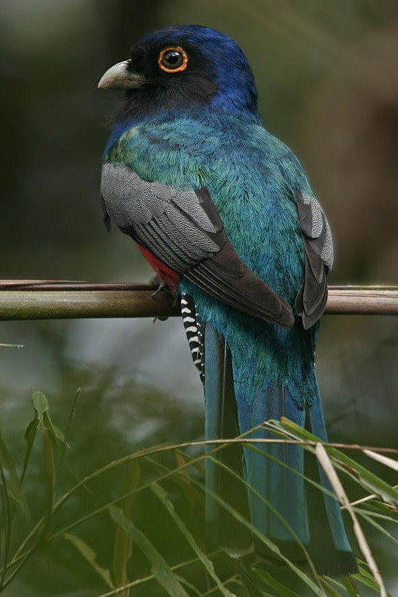 咬鹃目咬鹃科美洲咬鹃属蓝顶美洲咬鹃