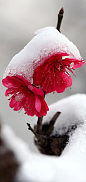 一枝红梅能傲雪，南京的雪，南京的梅，冰雪世界的一点红。