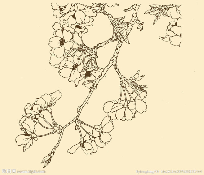 手绘-花瓣网|陪你做生活的设计师 | 白描花卉大图 点击还原