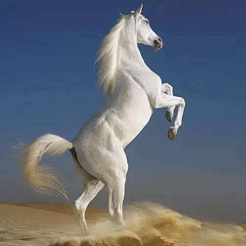 动物世界爱尼莫采集于2020-12-05 16:27:54野马灵光一现动物世界爱