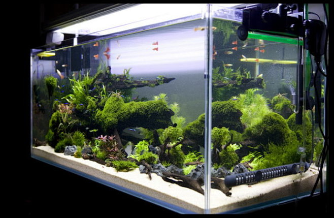一些鱼缸造景图片大家可以参考