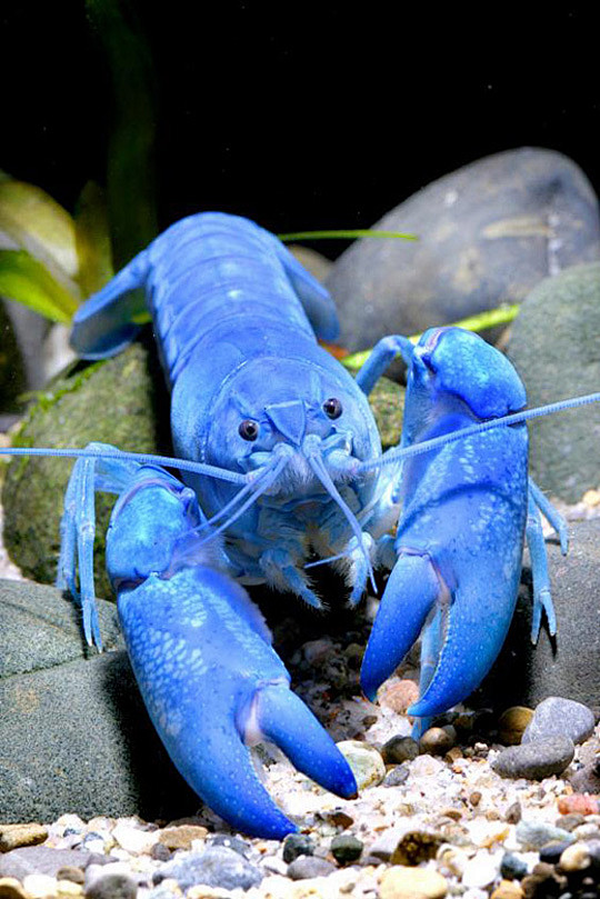 龙虾种类蓝龙图片