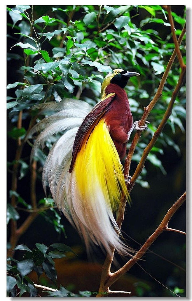鸟摄影宠物动物天堂鸟极乐鸟