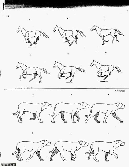 四腿动物走路腿的顺序图片