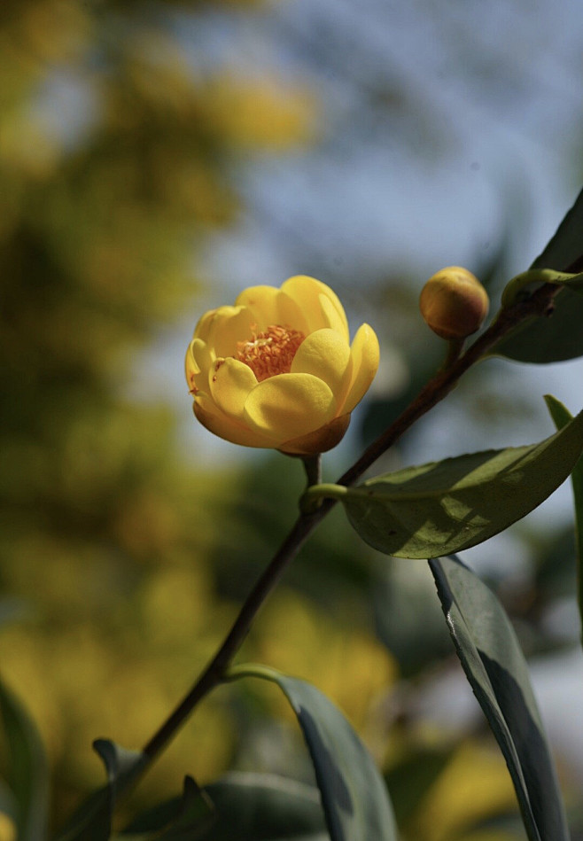 金茶花高清图图片