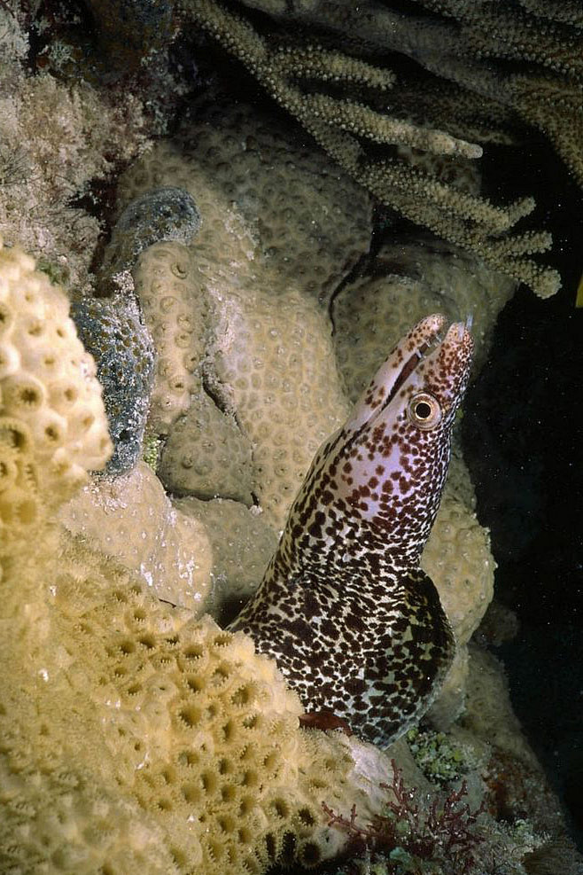 斑点海鳗图片