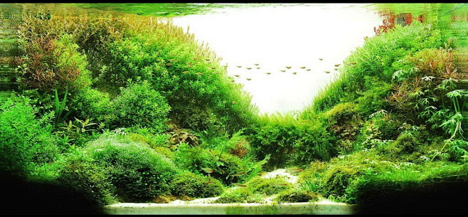 鱼缸水族箱专业水草搭配造景设计鱼缸装饰优惠套餐淘宝网