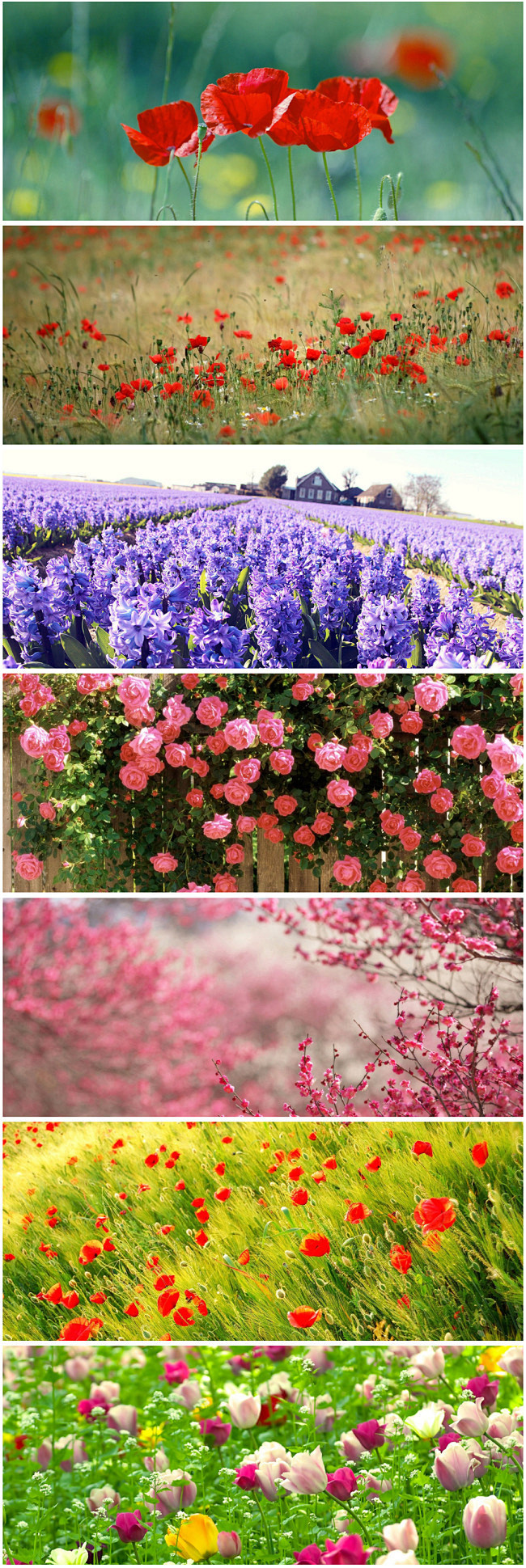 浪漫花海背景banner背景背景图片背景素材背景背景图海报背景网页背景